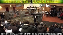 39 ° VENTE DE TAUREAUX SALERS. 1ère Série. STATION d’ÉVALUATION du FAU -ST BONNET DE SALERS (CANTAL)