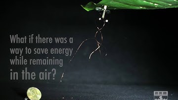 RoboBees use static electricity to stick on walls