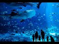 World&#39;s Best Aquarium Worth the Cost?  Watch &amp; Decide in Georgia