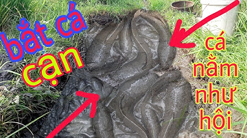 Bắt Cá Cạn Đường Nước Ruộng Lúa, Cá Thấy Mê, Trúng Mánh Lớn./ cảnh miền tây 84.