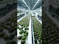 inside a modern avocado processing plant advanced automation