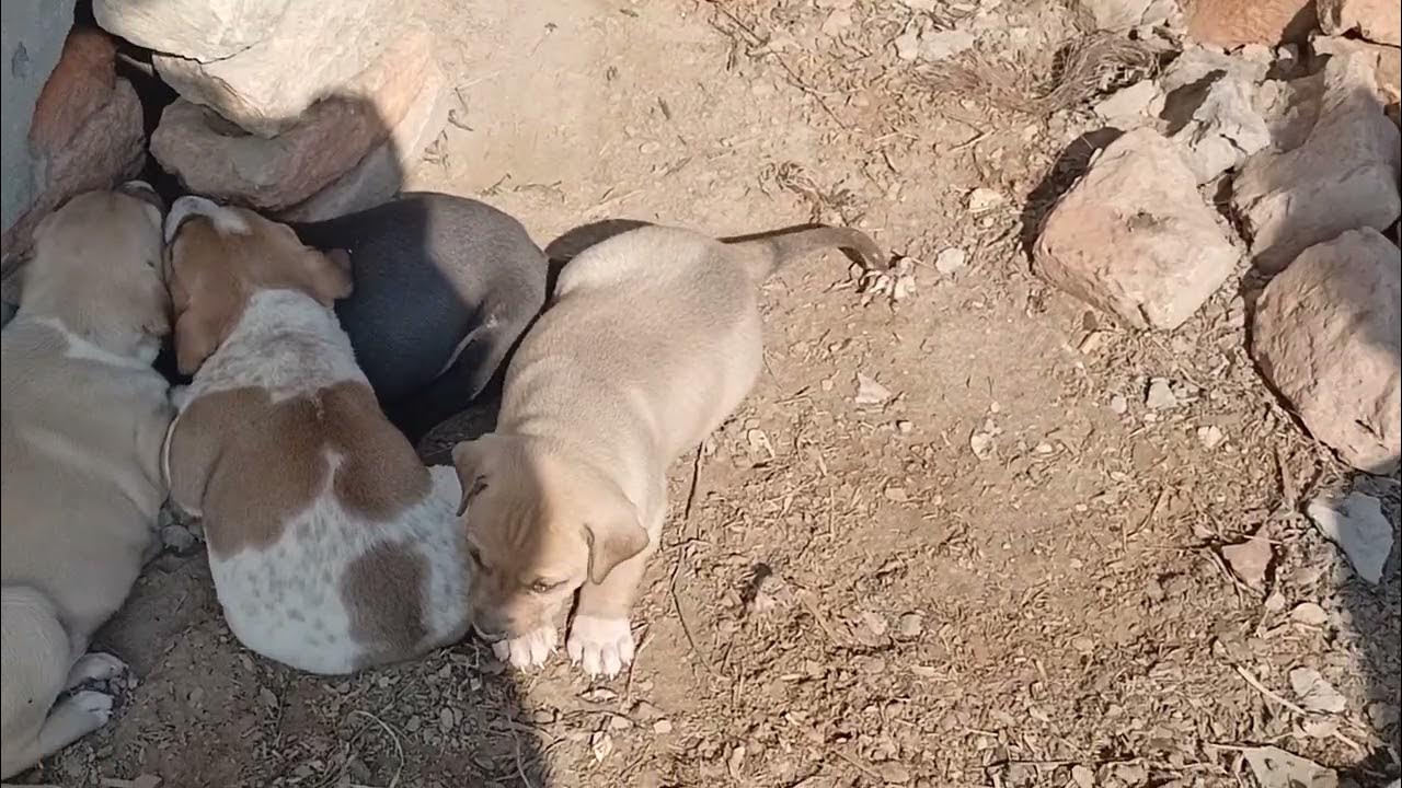 Dog Puppy Price In Pakistan YouTube dog-puppy-price-in-pakistan-youtube