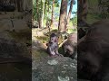 Watch🙈Adorable Monkeys Bring Joy! #Dimitri #virals #monkey #Ambertroop #Angkorwat #SovanaTroop