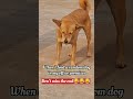 Funny Dog, Animal Movie Dailouge #animalmovie #dog#viral #shortvideo #comedy #funny #vizag #buiscuit