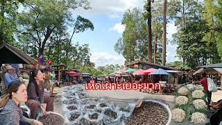 ตลาดนัด ช่องตาอู ราคาเห็ดเผาะ ที่ช่องตาอู 27พค.2567