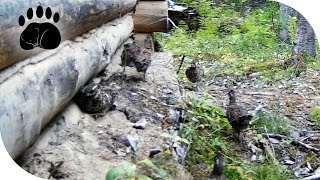 Рябчики на порхалище, Видео с фотоловушки, Галичник.