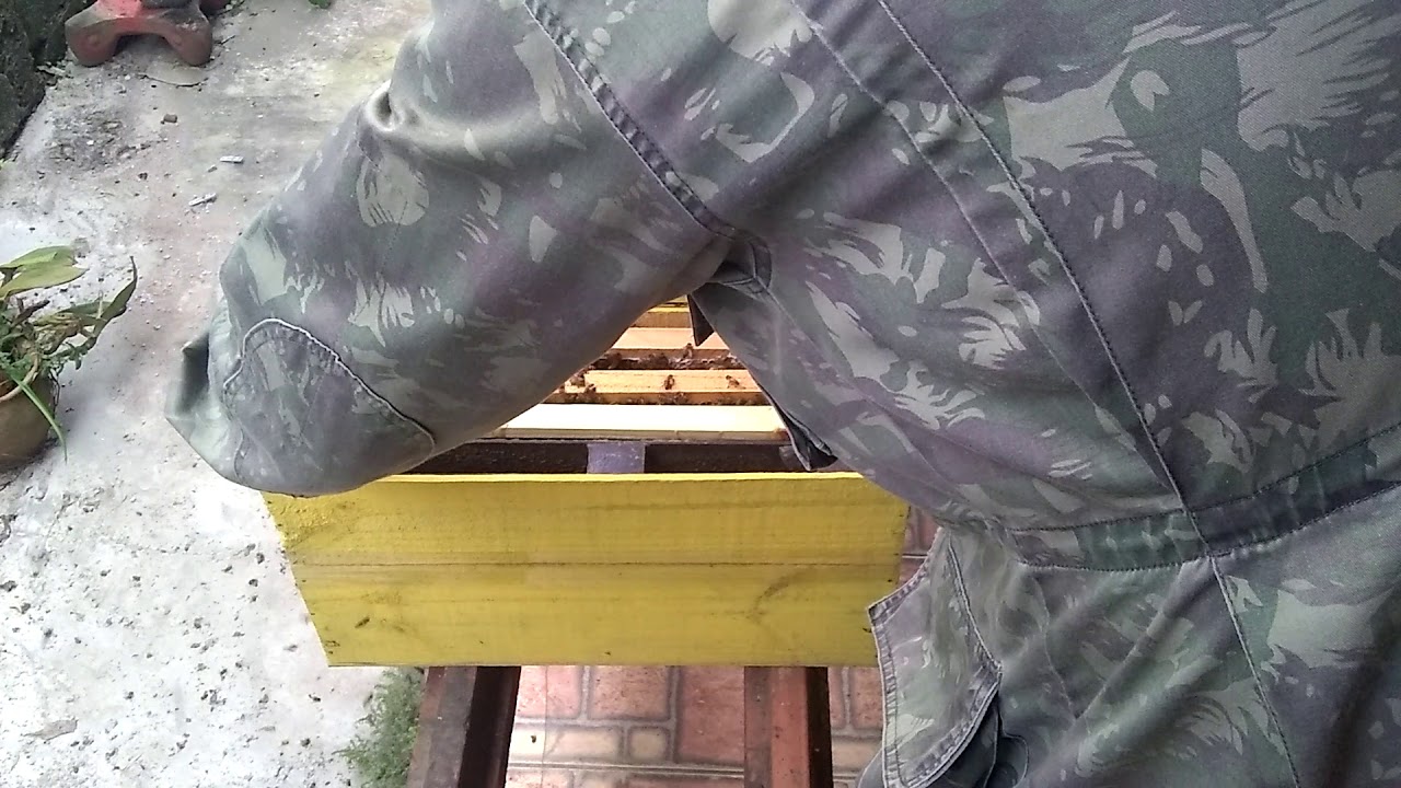 Rainhas Carnicas 🐝F0 revisão após introdução!