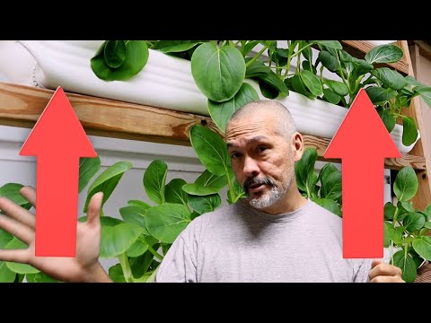 วีดีโอ: Downspout Container Garden: สวนในกล่องชาวไร่ Downspout
