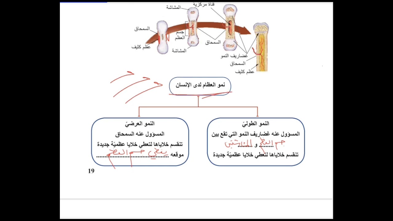 03. الدرس الثالث نمو العظام علوم الصف التاسع