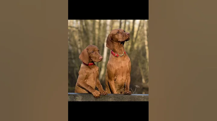 Remove Background by One Click in photoshop #Shorts