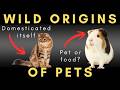 The Wild Animals We Turned Into Pets 