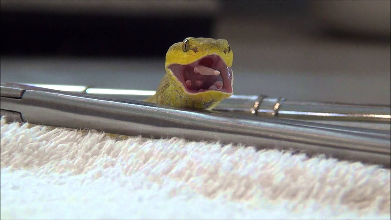 Close up Beauty of Trimeresurus insularis