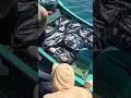 Wow Tangkapan Banyak Ikan Tongkol Laut Aceh #jaringpukat #pukatjaring #fishing