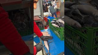 Dakikada Altı Norveç Uskumrusu Temizleyebilen Meşhur Balıkçı