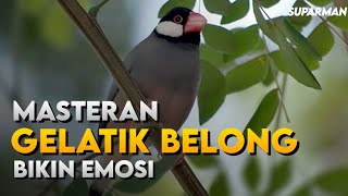 MASTERAN GELATIK BELONG GACOR - PANCINGAN BURUNG GELATIK BELONG GACOR