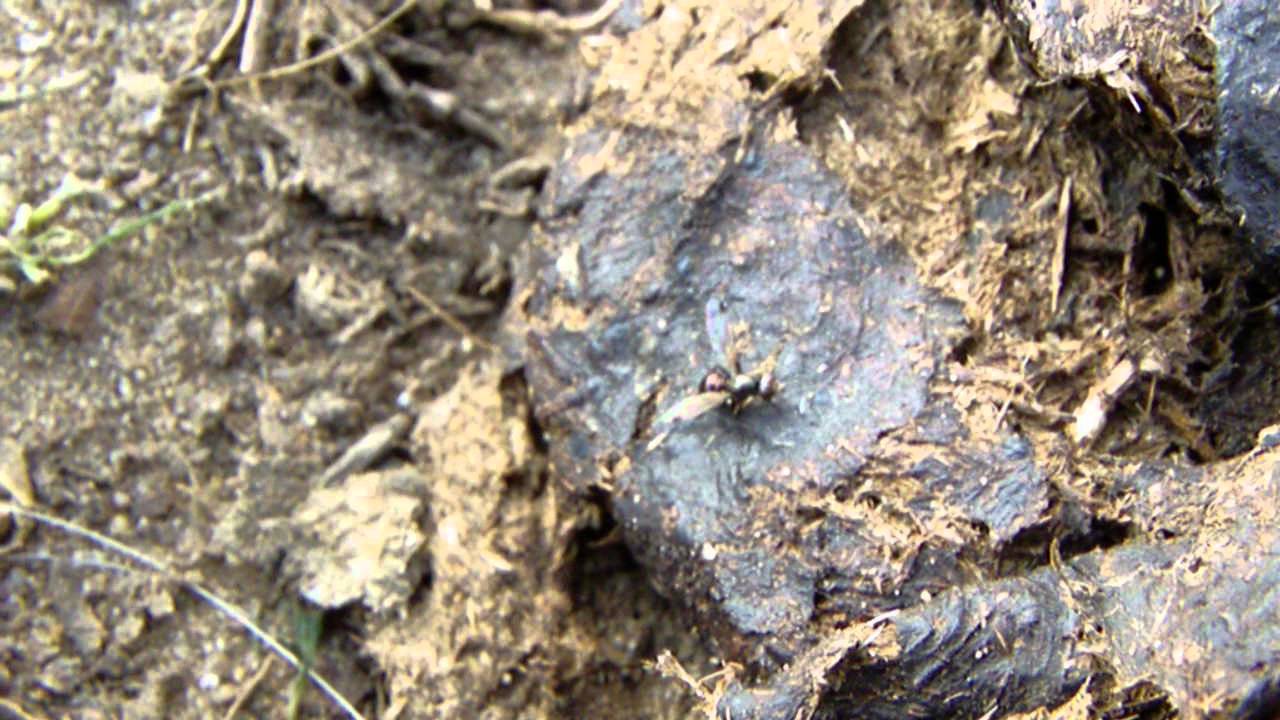 Sepsidae waving haltares - by Dom