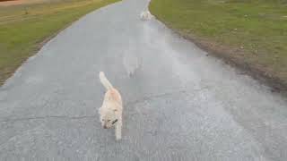 Friday Frolic!
