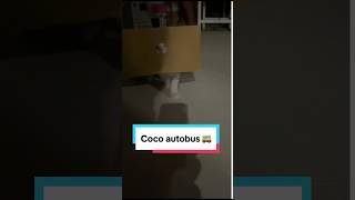 Milují Vaše Kočky Taky Krabice?