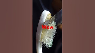 Tooth brush cutting macro shorts (close up)#youtubeshorts #asmr #shorts