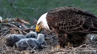 Decorah Eagles  North Nest 12.04.2024