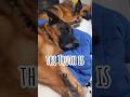 the truth is German Shepherd GSD... 🤔🙃🐶 #shorts #ytshorts #viral #trending