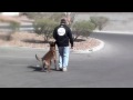 Dog Training - Teaching a Bouncing Heel