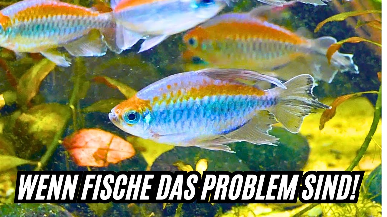 Wenn FISCHE das PROBLEM sind