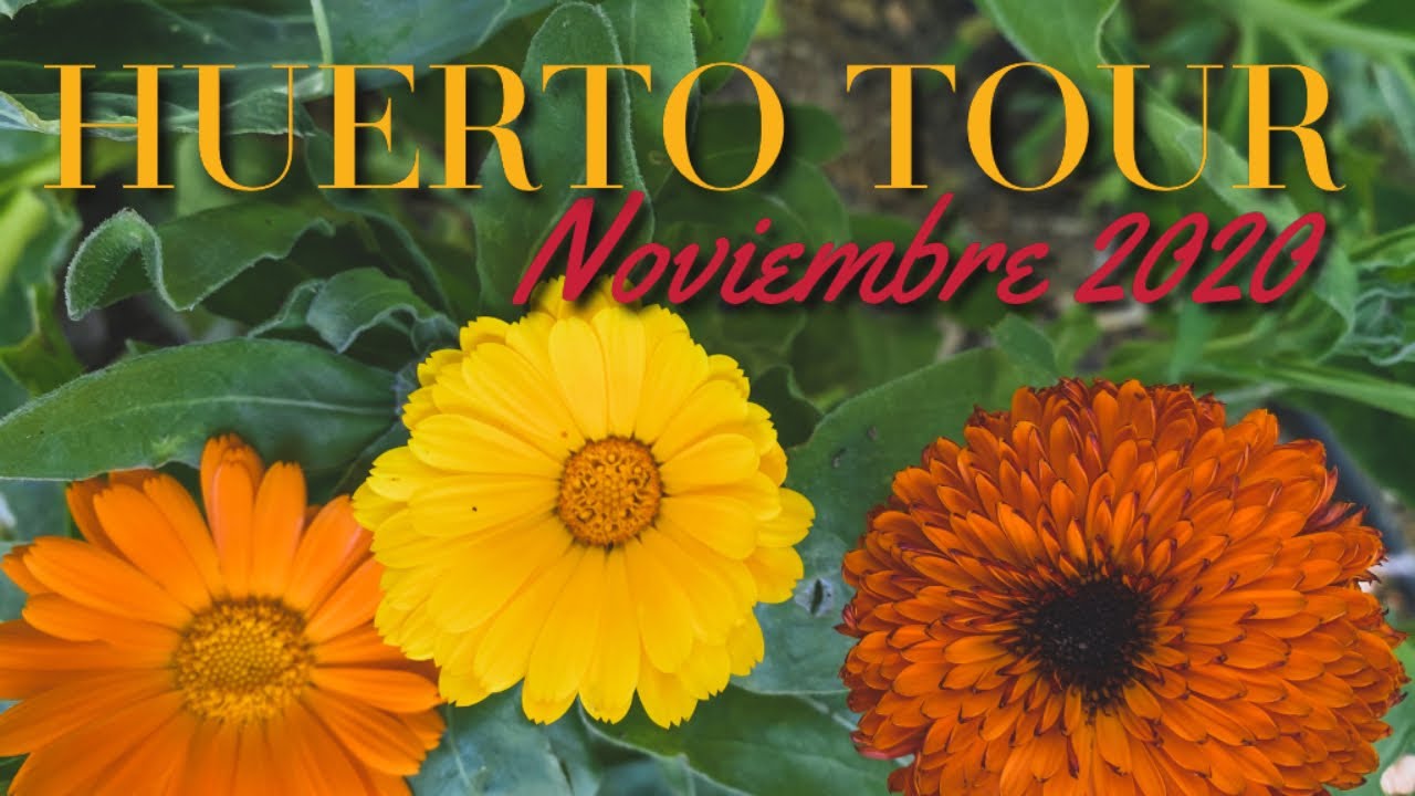 El Huerto en Noviembre 2020 - Un Otoño Caluroso y Seco Trae Orugas, Pulgones, Caracoles - HuertoTour