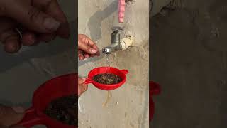 Used Chai Patti = Free Fertilizer #shorts