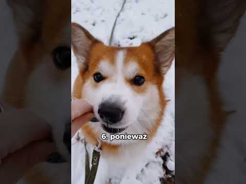 Wideo: Dlaczego mój pies kaszle?