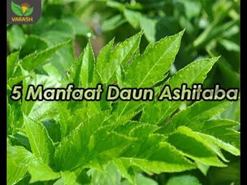 5 Manfaat Dari Kandungan Daun Ashitaba 