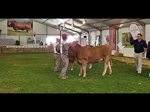 Limousin National Championship of Southern Africa 2022: Heifers 12-15 months