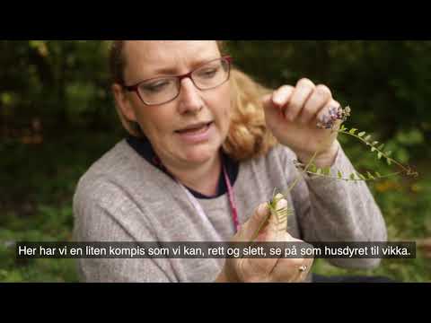 Video: Acantopanax Sittende Blomster