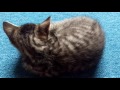 Kitten breathing