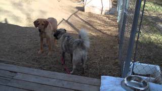 Misha May's Brinx and Buddy love their new friend K, recently rescued from Afghanistan