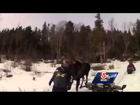 Moose charges snowmobile, flees after warning shot