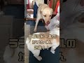 【癒し】戯れるワンコ達が可愛すぎた #フレブル #ラブラドール  #癒し #犬