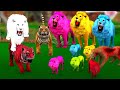 शेरनी के तीन रंगीन बेटे ज़ालिम बाघ का उनपर केहर और सफ़ेद शेर ने लिया बदला|colourfull lion story