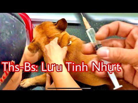 Video: Cách Tiêm Dưới Da Cho Chó