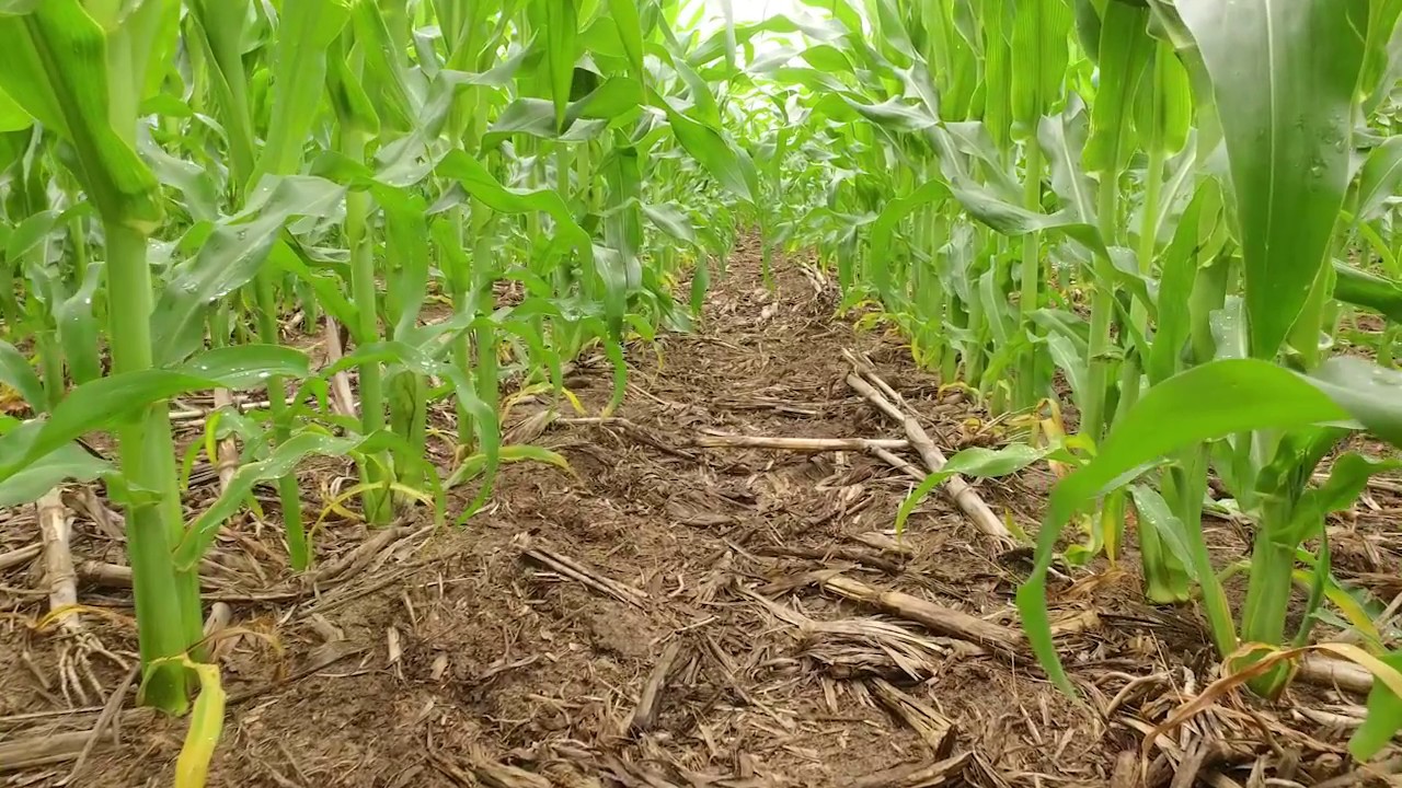 Grower Tony Bomkamp talks about Acuron Flexi corn herbicide