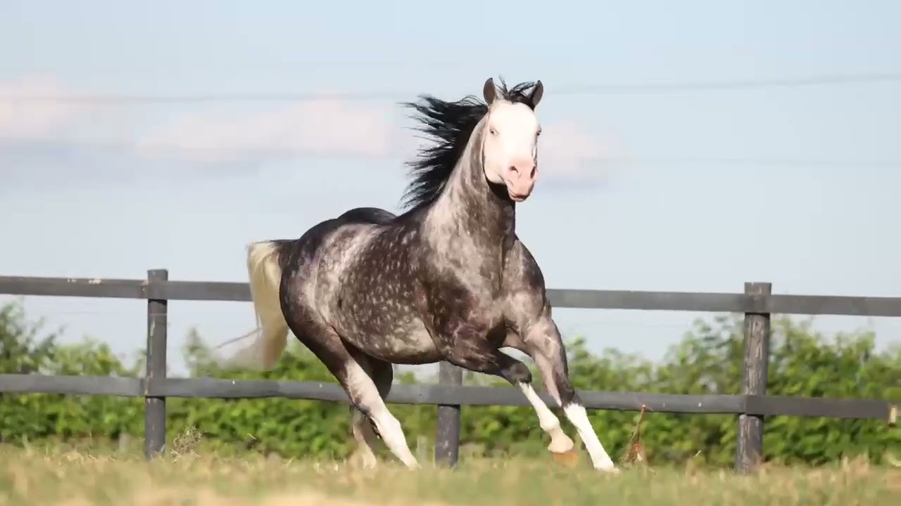 100   GUNNER ROXO AD