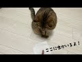 家に入ってきた虫を発見したが色々と想像以下だった猫がこちらです