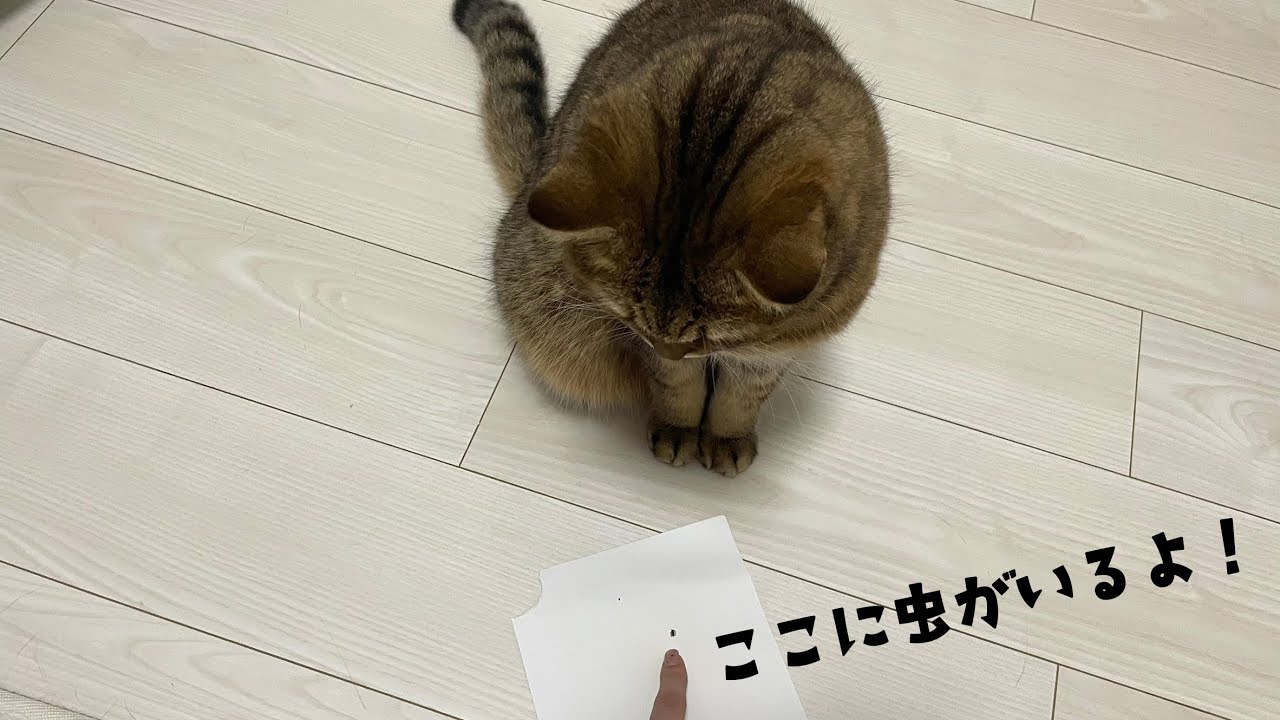 家に入ってきた虫を発見したが色々と想像以下だった猫がこちらです