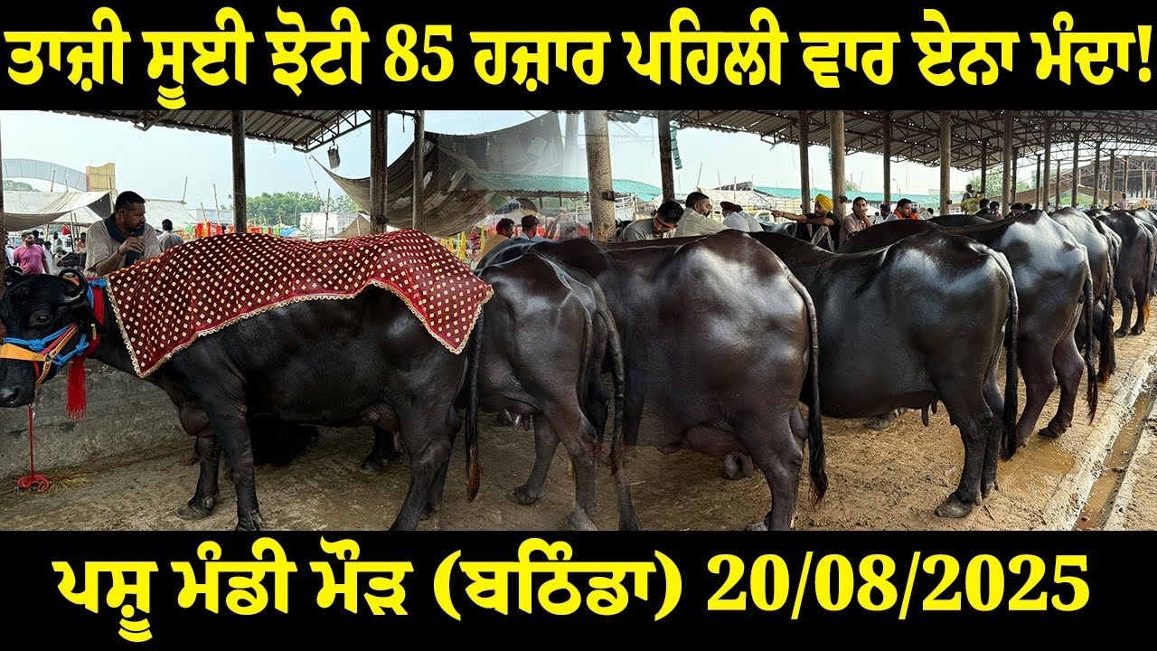 ਪਸ਼ੂ ਮੰਡੀ ਮੋੜ 20-8-2025 ਤਾਜ਼ੀ ਸੂਈ ਝੋਟੀ 85 ਹਜ਼ਾਰ ਪਹਿਲੀ ਵਾਰ ਏਨਾ ਮੰਦਾ!