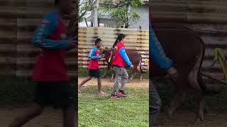 santai aja dulu bolo #madura #kerapan #kerapansapi2025