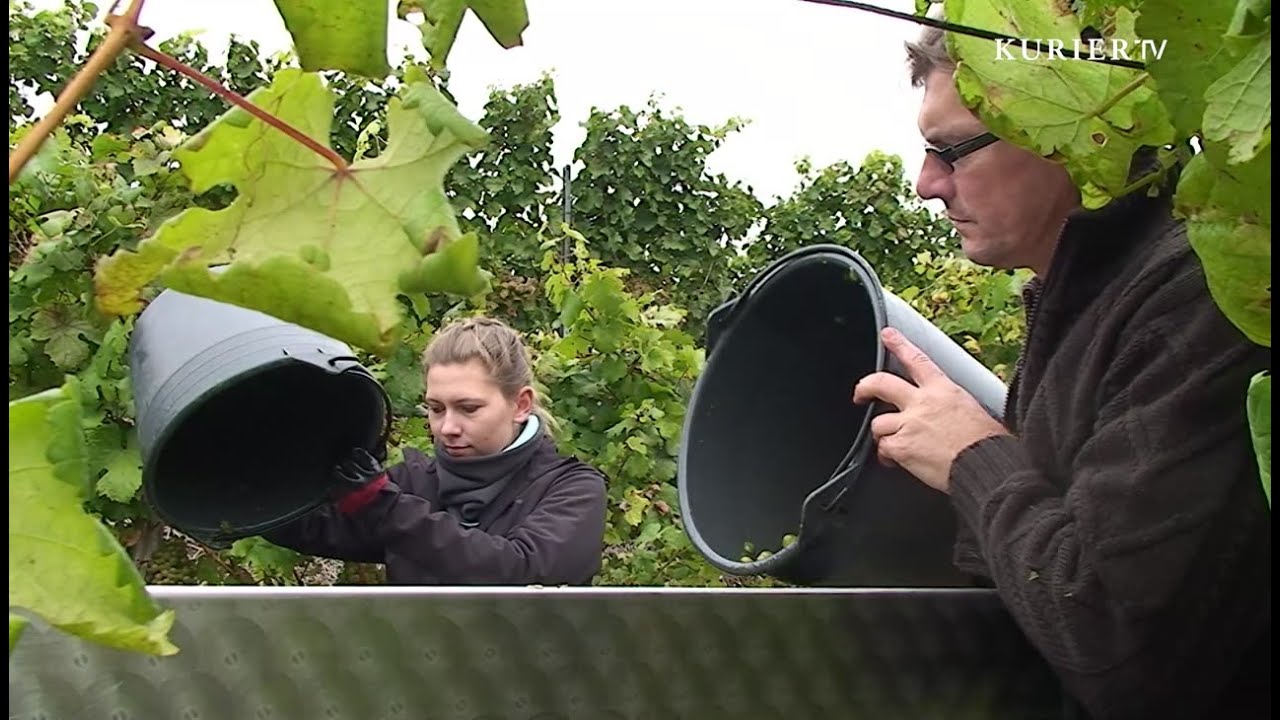 Weinreise nach Niederösterreich