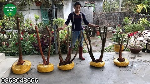 GL.Sim rừng nhiều dáng đẹp.Hoa bạn và tôi