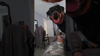 Haus Always Wants To Play.  120 Pound German Rottweiler.   9/16/24