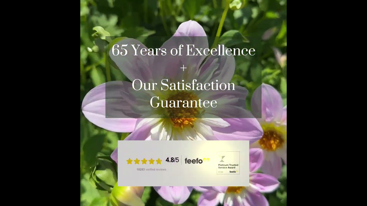 Peter Nyssen Perennials, Dahlias, Gladioli and Summer flowering Bulbs