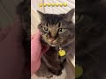 My girlfriend's cat is adorable! 🐱 😂😂😂😂😂😂